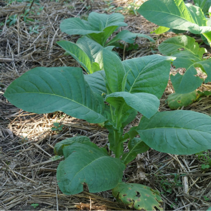 Semínka tabáku - Nicotiana tabacum - Tabák Madole - prodej semen - 20 ks