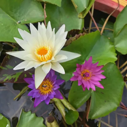 Leknín směs barev - Nymphaea caerulea - prodej semen -  5 ks