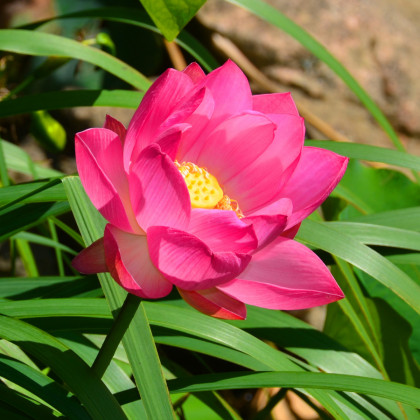 Lotos indický růžový - Nelumbo nucifera - prodej semen - 2 ks