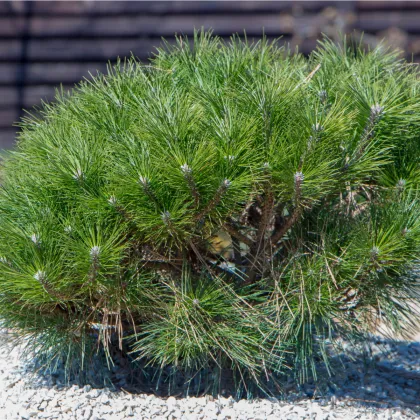 Borovice kleč - Pinus mugo pumilio - prodej semen - 5 ks