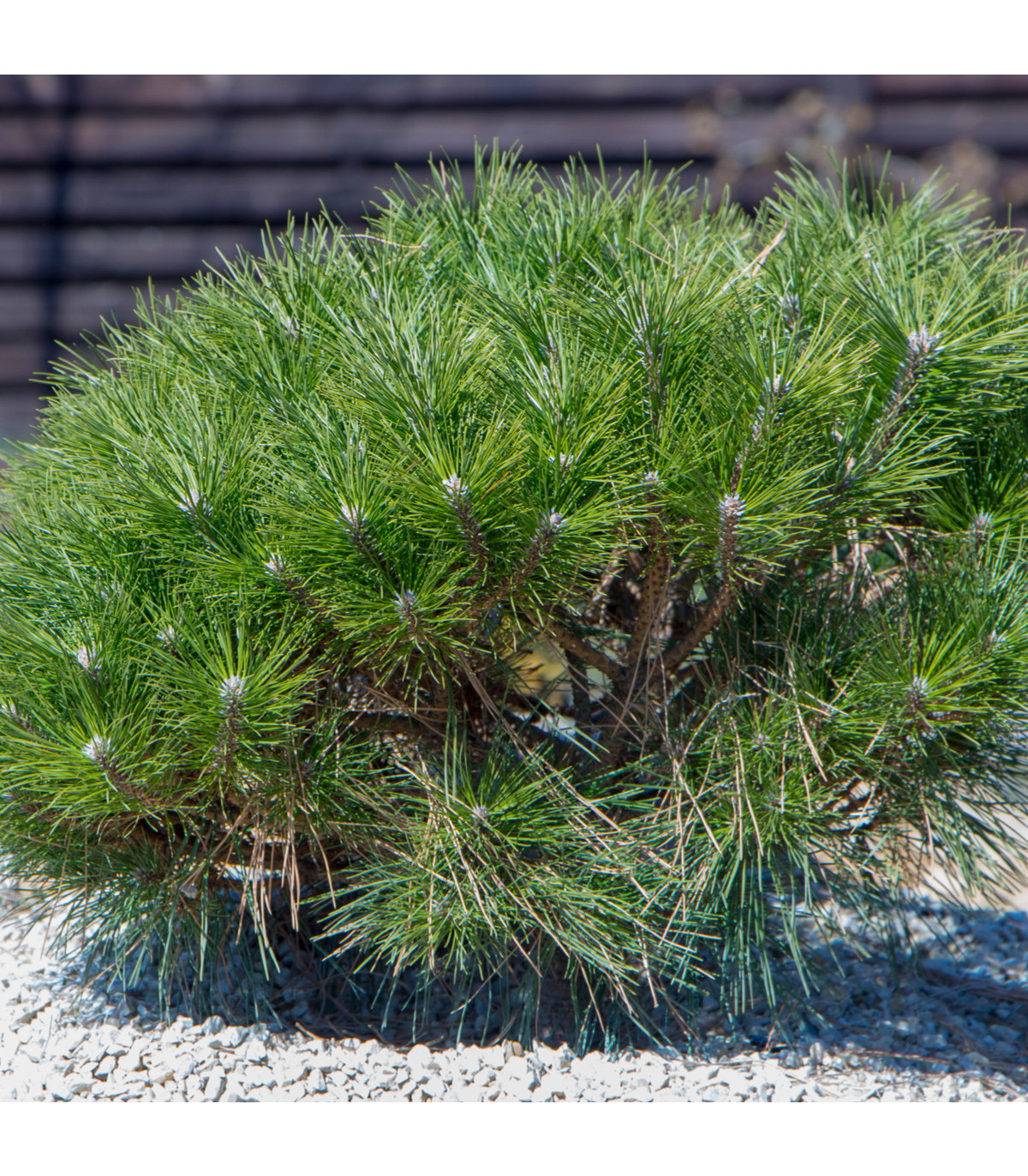 Borovice kleč - Pinus mugo pumilio - prodej semen - 5 ks