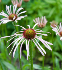 Třapatkovka bledá - Echinacea pallida - prodej semen - 15 ks