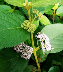 Krásnoplodka - Callicarpa acuminata - prodej semen - 8 ks