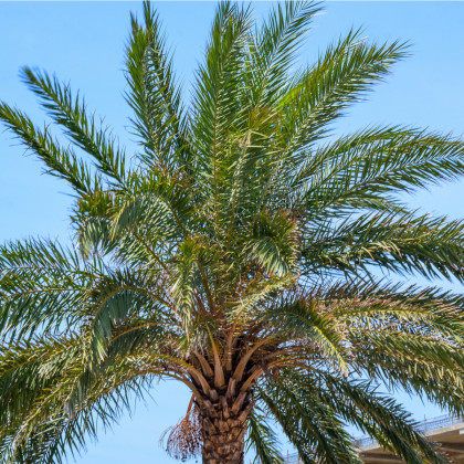 Palma konopná - Trachycarpus fortunei - prodej semen - 2 ks