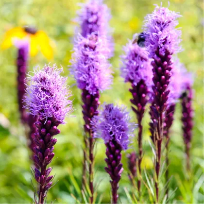 Šuškarda klasnatá fialová Floristan Violet - Liatris spicata - prodej semen - 20 ks