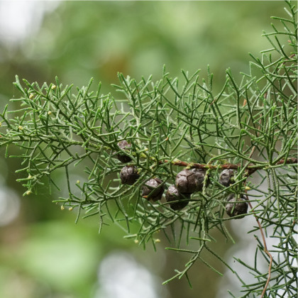 Jalovec čínský - Juniperus chinensis - prodej semen - 5 ks