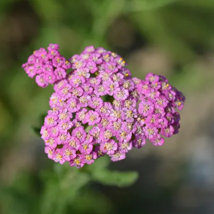 Řebříček obecný Cerise Queen - Achillea millefolium - prodej semen - 500 ks