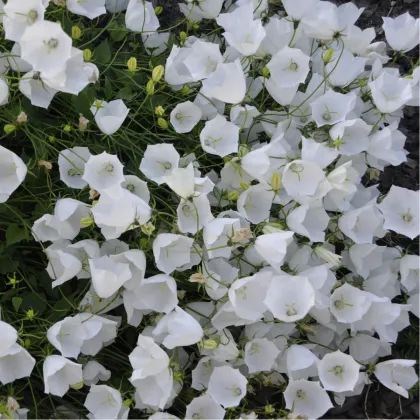 Zvonek karpatský bílý - Campanula carpatica - prodej semen - 400 ks