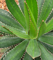 Agáve ghiesbreghtii - Agave ghiesbreghtii - prodej semen - 10 ks