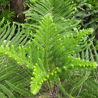 Kryptoméria japonská - Cryptomeria japonica - prodej semen - 4 ks