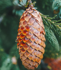 Smrk štětinatý - Picea asperata - prodej semen - 8 ks