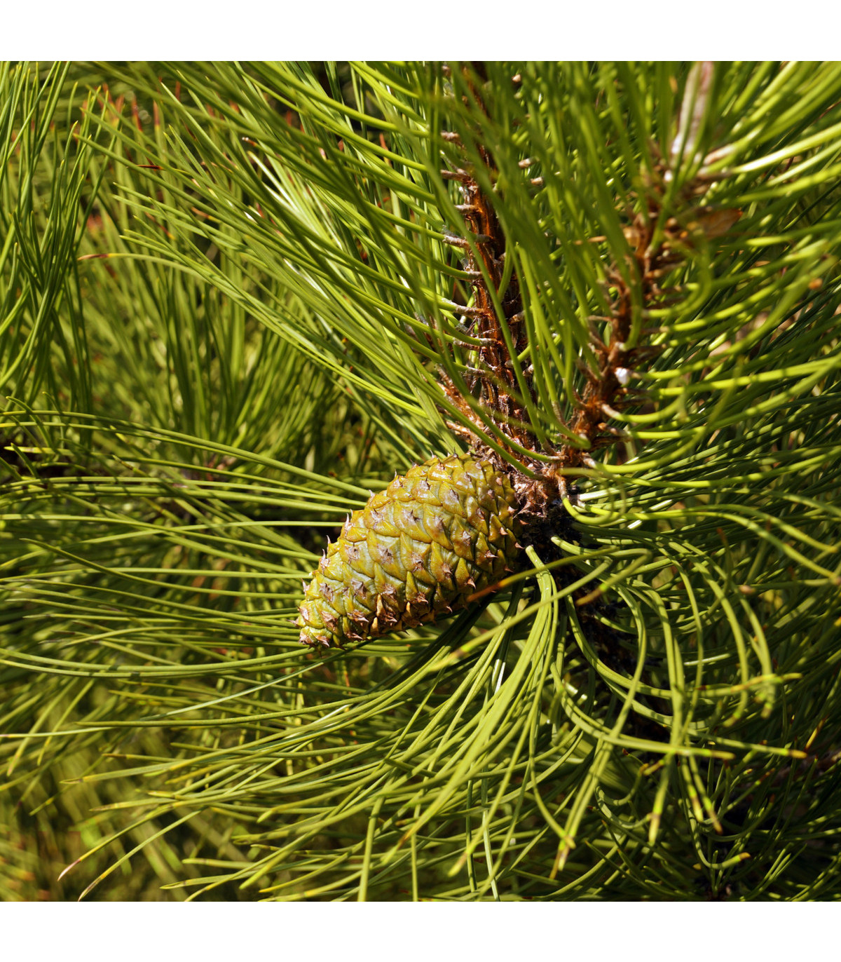 Borovice černá - Pinus nigra - prodej semen - 4 ks