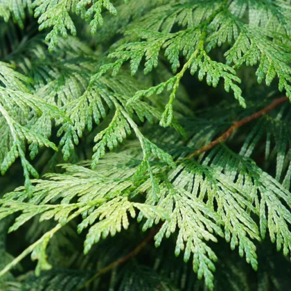 Túje - Thuja plicata - prodej semen - 18 ks