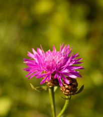 Chrpa Polka červená - Centaurea cyanus - prodej semen - 100 ks