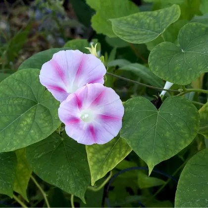 Povíjnice nachová Milky Way - Ipomoea purpurea - prodej semen - 25 ks