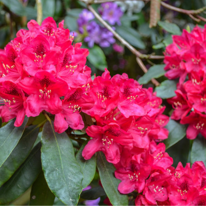 Rododendron - Rhododendron arboreum - prodej semen - 50 ks