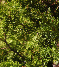 Sekvojovec obrovský - Sequoiadendron giganteum - prodej semen - 5 ks