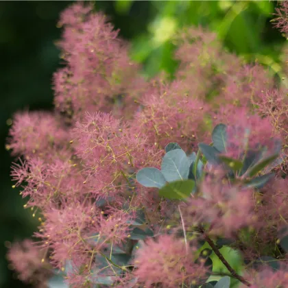 Ruj vlasatá - Cotinus coggygria - prodej semen - 7 ks