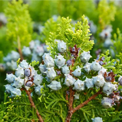 Túje orientální - Platycladus orientalis - prodej semen - 10 ks