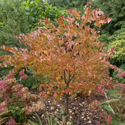 Zmarličník japonský - Cercidiphyllum japonicum - prodej semen - 8 ks