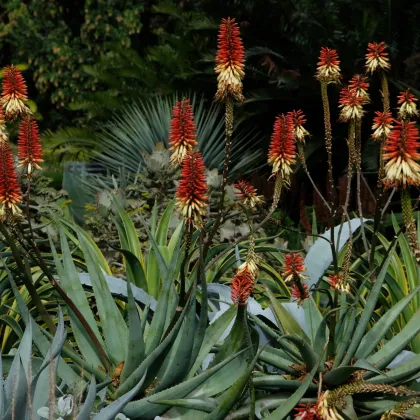 Agáve chrysanta - Agave chrysantha - prodej semen - 10 ks