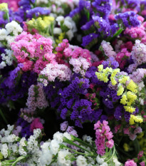 Limonka chobotnatá směs - Limonium sinuatum - prodej semen - 80 ks