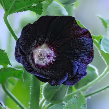 Topolovka růžová - Alcea rosea nigra - prodej semen - 7 ks