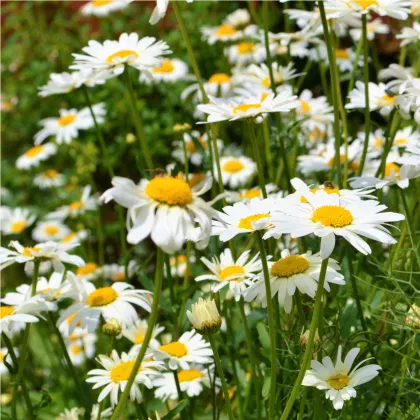 Semínka kopretiny - Chrysanthemum leucanthemum max.- Kopretina bílá Královna - prodej semen - 0,4 gr