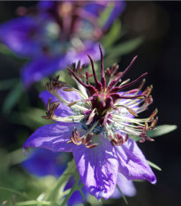 Černucha španělská - Nigella hispanica - prodej semen - 80 ks