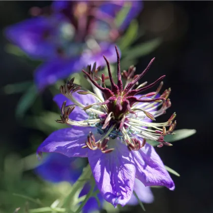 Černucha španělská - Nigella hispanica - prodej semen - 80 ks