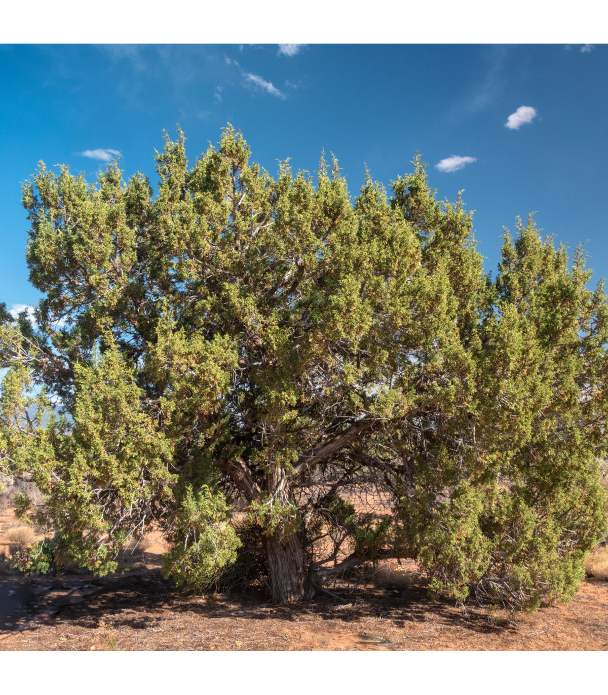 Jalovec osteosperma - Juniperus osteosperma - prodej semen - 5 ks