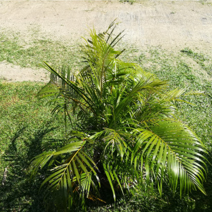 Palma madagaskarská - Dypsis madagascariensis - prodej semen - 3 ks