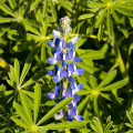 Lupina úzkolistá modrá - Lupinus angustifolia - prodej semen - 20 ks