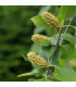 Bříza černá - Betula nigra - prodej semen -15 ks