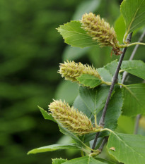 Bříza černá - Betula nigra - prodej semen -15 ks