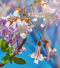 Paulovnie fortunei - Paulownia fortunei - prodej semen - 15 ks