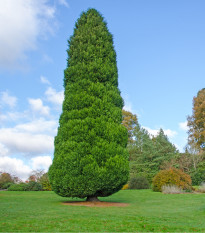 Cypřišek Lawsonův - Chamaecyparis lawsoniana - prodej semen - 10 ks