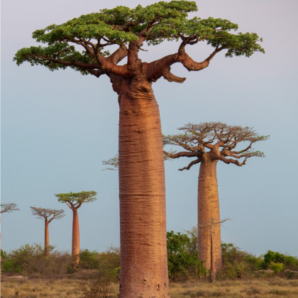 Baobab grandidieri - Adansonia grandidieri - prodej semen - 2 ks