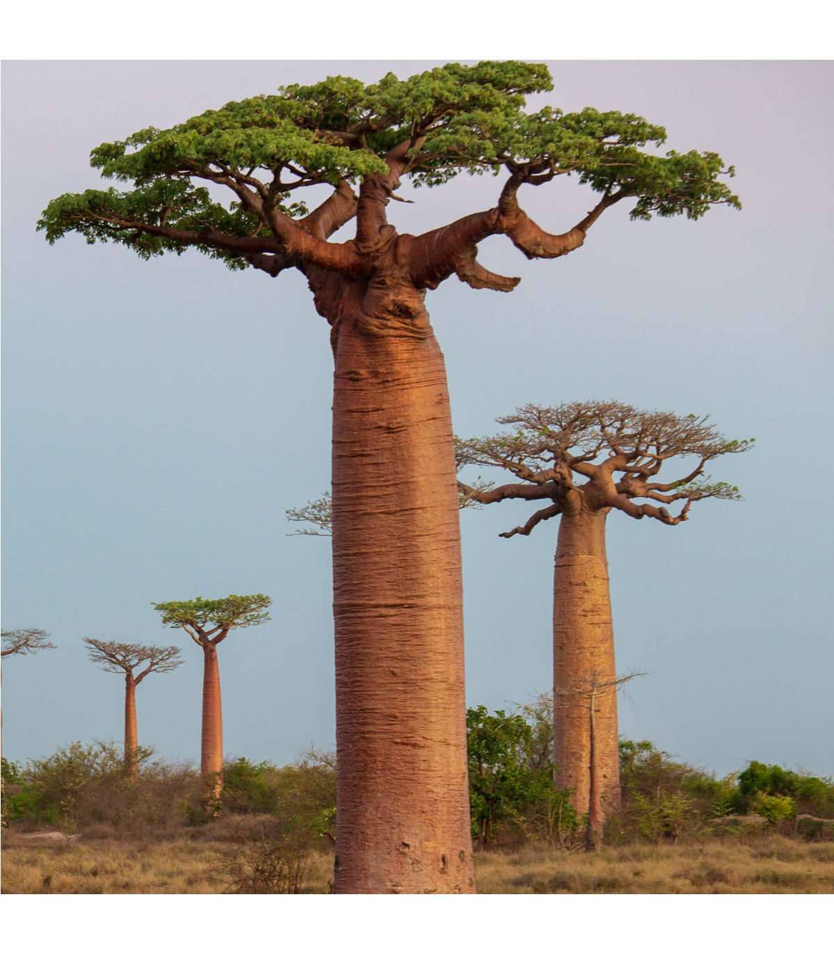 Baobab grandidieri - Adansonia grandidieri - prodej semen - 2 ks