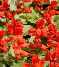 Šalvěj zářivá - Salvia splendens - prodej semen - 40 ks