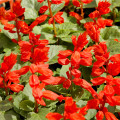 Šalvěj zářivá - Salvia splendens - prodej semen - 40 ks