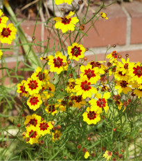 Krásnoočko dvoubarevné nízké - Coreopsis tinctoria - prodej semen - 50 ks