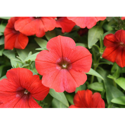Petúnie Scarlet červená - Petunia nana compacta - prodej semen - 20 ks