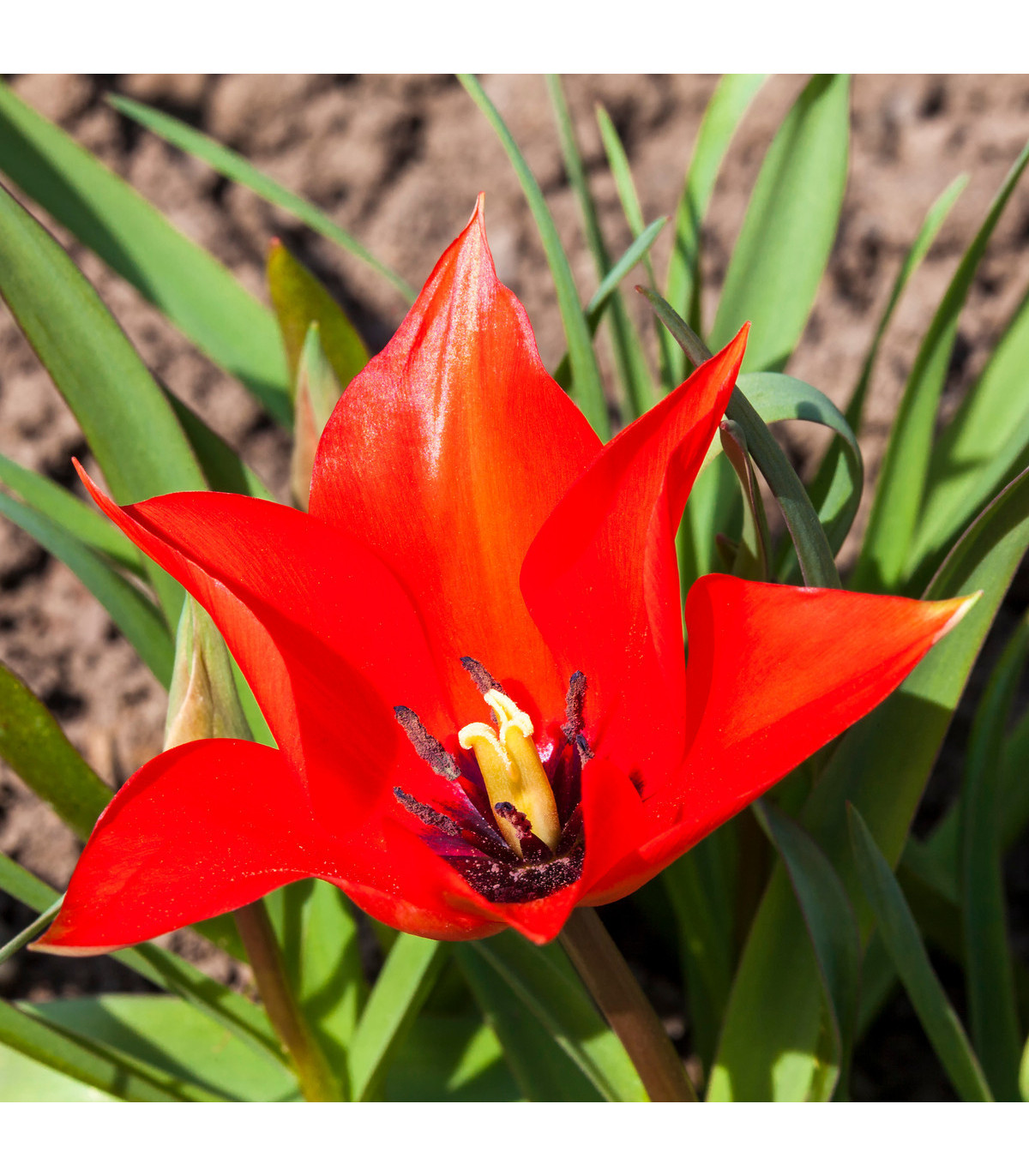 Tulipán Linifolia - Tulipa - prodej cibulovin - 3 ks