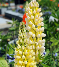 Vlčí bob Kronleuchter - Lupinus polyphyllus - prodej semen - 40 ks