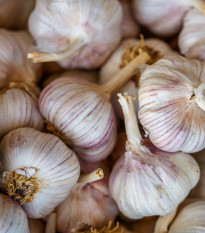 Sadbový česnek Bjetin - Allium sativum - paličák - prodej cibulí česneku - 1 balení