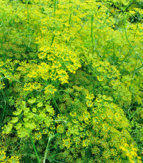 Fenykl kořeninový - Foeniculum vulgare - prodej semen - 100 ks