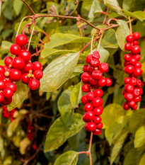 Schizandra čínská - Schisandra chinensis - prodej semen - 6 ks