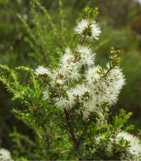 Kanuka - Kunzea ericoides - prodej semen - 6 ks