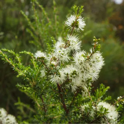 Kanuka - Kunzea ericoides - prodej semen - 6 ks